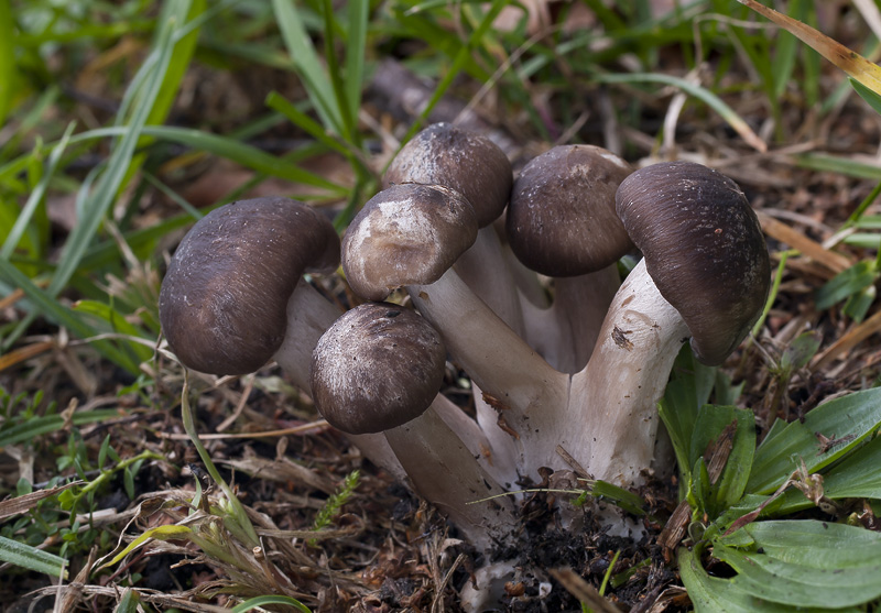 Lyophyllum fumosum